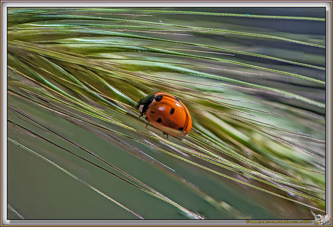 Coccinelle